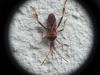 Leptoglossus occidentalis